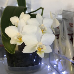 Le orchidee di Angela